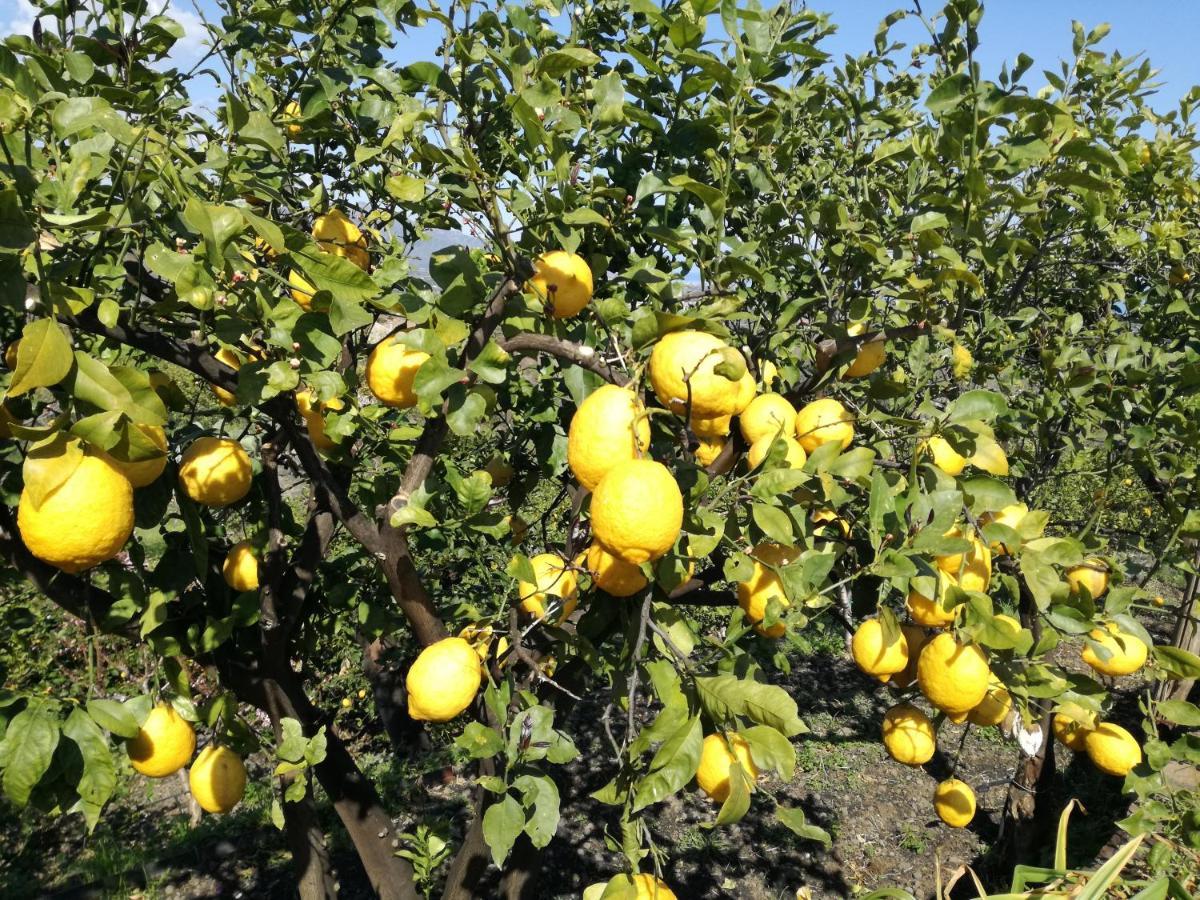 마스칼리 Il Limoneto Di Leo 빌라 외부 사진